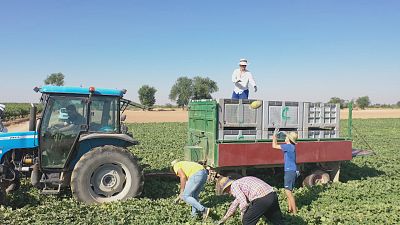 Comienza la campaña de melón y sandía en Castilla-La Mancha con un 10% menos de superficie sembrada