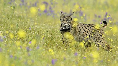 Capturado cerca de Barcelona el lince Litio