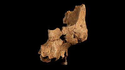 Hallan el resto humano más antiguo de Europa Occidental en Atapuerca | Ver Hallan el resto humano más antiguo de Europa Occidental en Atapuerca | Ver