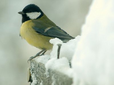 El 'carbonero común' adapta su canto según el ruido ambiente