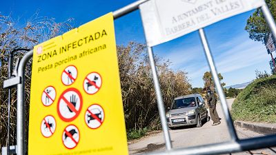 Aumentan a 27 los casos de peste porcina tras detectarse un nuevo positivo en un jabalí en la zona del primer foco
