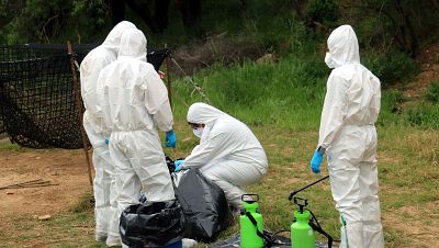 Els Agents Rurals i les ADF recullen el porc abatut en una zona afectada per la PPA