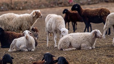 Castilla-La Mancha inmoviliza 3,5 millones de cabezas de ganado ovino y caprino para controlar la viruela ovina