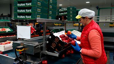 Una treballadora posa pomes en caixes al magatzem de Fruites Font, a Torres de Segre (ACN | Roger Segura)