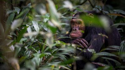 Los chimpancés muestran pensamiento racional similar al humano, según un estudio