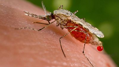 Científicos modifican genéticamente la resistencia a la malaria de los mosquitos