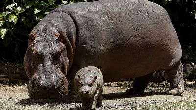 Colombia declara al hipopótamo como especie invasora