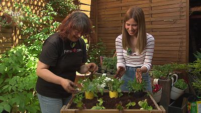 Va de Verd - Hort urbà - Veure ara Va de Verd - Hort urbà - Veure ara