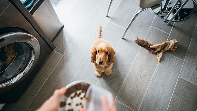 Alimentos con los que podrías envenenar a tu perro