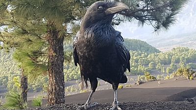 "Ya no se escucha el canto de los pájaros": cómo la erupción ha trastocado la vida de los animales de La Palma