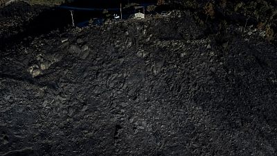 Resurgir de las cenizas: cómo recuperar los bosques tras los incendios