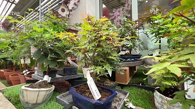 Va de Verd - Consells per cuidar un bonsai - Veure Ara Va de Verd - Consells per cuidar un bonsai - Veure Ara