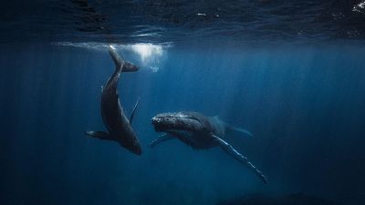 La contaminación acústica, el pulso invisible que inunda los océanos