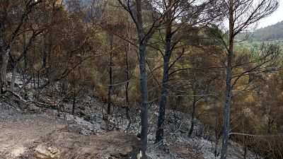 Terreno inclinado con ceniza, árboles y arbustos calcinados, mostrando la devastación del incendio, aunque con zonas verdes al fondo. Terreno inclinado con ceniza, árboles y arbustos calcinados, mostrando la devastación del incendio, aunque con zonas verdes al fondo.