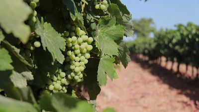 Primer pla d'un raïm de raïms verds amb fulles de parra i un paisatge de vinya al fons. Primer pla d'un raïm de raïms verds amb fulles de parra i un paisatge de vinya al fons.