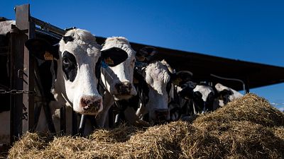 La inflación y la sequía descuadran las cuentas de la industria lechera: "O vendes tus vacas o te arruinas de por vida"