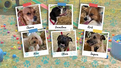 Seis fotos de perros con nombres: Churro, Dormilona, Kirik, Nika, Olivia y Ságura, sobre un fondo de césped con juegos para perros y bolas de colores. Seis fotos de perros con nombres: Churro, Dormilona, Kirik, Nika, Olivia y Ságura, sobre un fondo de césped con juegos para perros y bolas de colores.