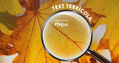 ¿Cuánto sabes sobre el otoño?