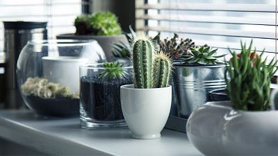 ¿Cómo cuidar las plantas si eres principiante?