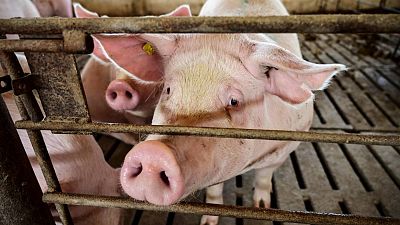 Investigadores cultivan por primera vez riñones humanos en embriones de cerdo durante 28 días