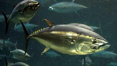 Las cuotas de pesca contribuyen a recuperar cuatro especies de atún