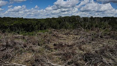 La deforestación de la Amazonía brasileña registró la mayor tasa del año en julio