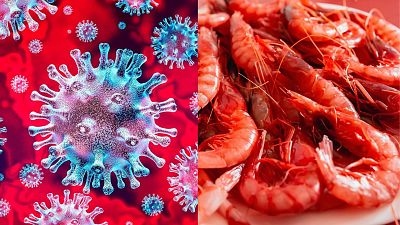 Desarrollan un antiviral basado en una sustancia del caparazón de los crustáceos