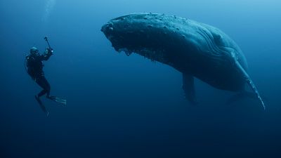 Descifrando el código secreto de los océanos: la búsqueda de vida extraterrestre a través del lenguaje de las ballenas