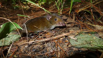 Descubren 234 nuevas especies de animales y plantas en la región asiática del Gran Mekong