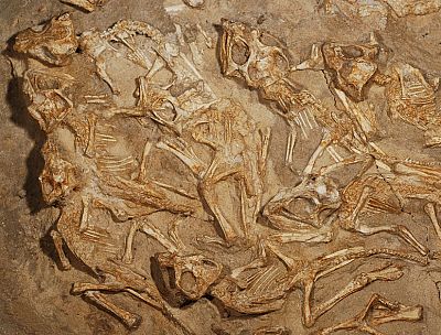 Descubren un nido repleto de fósiles de dinosaurios recién nacidos
