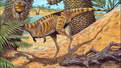 Descubren una nueva especie de dinosaurios terópodos con pico y sin dientes en Brasil