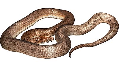 Descubren una nueva especie de serpiente en el estómago de otra serpiente