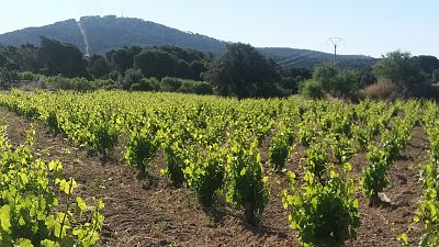 Cuando el campo se hace arena: la desertificación amenaza a España