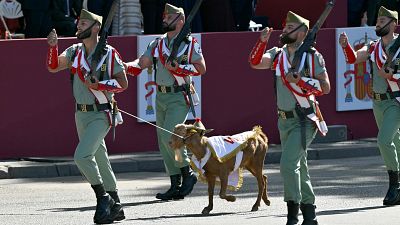 La cabra Babieca desfila junto a efectivos de la Legión La cabra Babieca desfila junto a efectivos de la Legión
