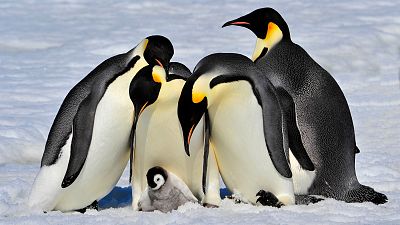 El deshielo malogra por primera vez la cría del pingüino emperador