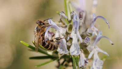 Zumbidos entre las ascuas: el poder de las abejas para restaurar zonas incendiadas