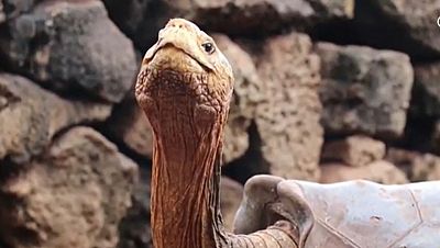 Diego, la tortuga inseminadora de Galápagos, vuelve a casa después de 87 años