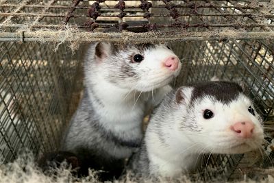 Dinamarca sacrificará a 17 millones de visones tras hallar una mutación del coronavirus que puede infectar a humanos