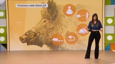 La població de senglars disminueix a Catalunya - L'altaveu - L'altaveu | Veure