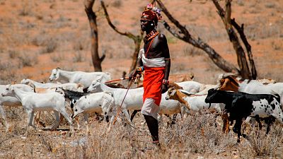 'Wild Covid, pandemia salvaje': los efectos del confinamiento en la naturaleza africana