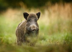 Documentan en la costa de Huelva una nueva subespecie de jabalí de hace 106.000 años