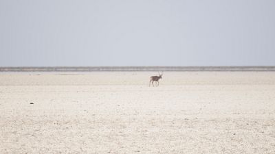 Doñana registra en 2022 su récord de temperatura máxima, con mínimas de precipitaciones