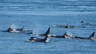¿Dónde avistar orcas, ballenas y cachalotes? ¡Lo descubrimos!
