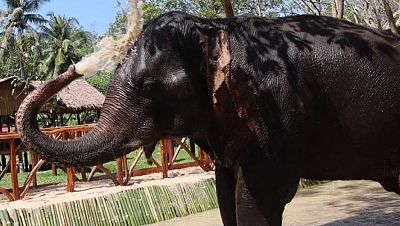 Un elefante mata a una turista española en Tailandia