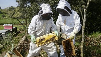 Apicultores con trajes blancos y capuchas de malla trabajan con colmenas, manipulando cuadros llenos de abejas y panales en un entorno rural soleado.