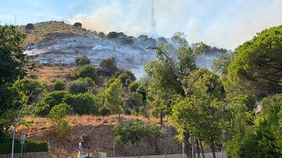 Incendi forestal aquest divendres a Collserola Incendi forestal aquest divendres a Collserola