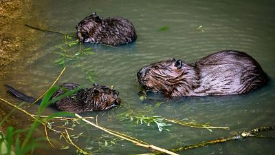 Encuentran castores en el río Tajo, donde llevaban siglos desaparecidos
