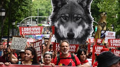 Entidades animalistas denuncian el "grave" retroceso del lobo al ser objeto de caza: "El Congreso nos ha traicionado"