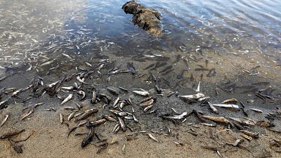 ¿Qué está pasando en el Mar Menor? Claves para entender el desastre medioambiental