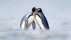 Detectan altos niveles de mercurio en los pingüinos de la Antártida